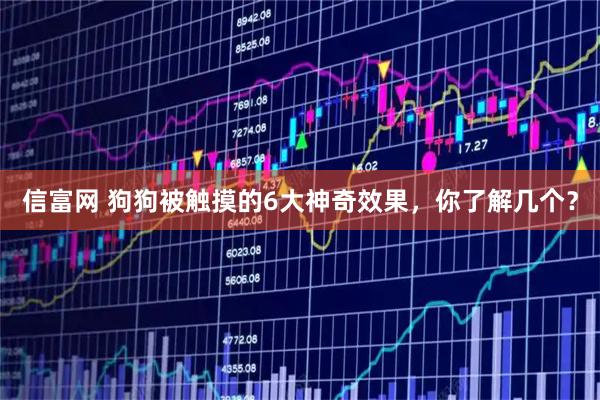 信富网 狗狗被触摸的6大神奇效果，你了解几个？